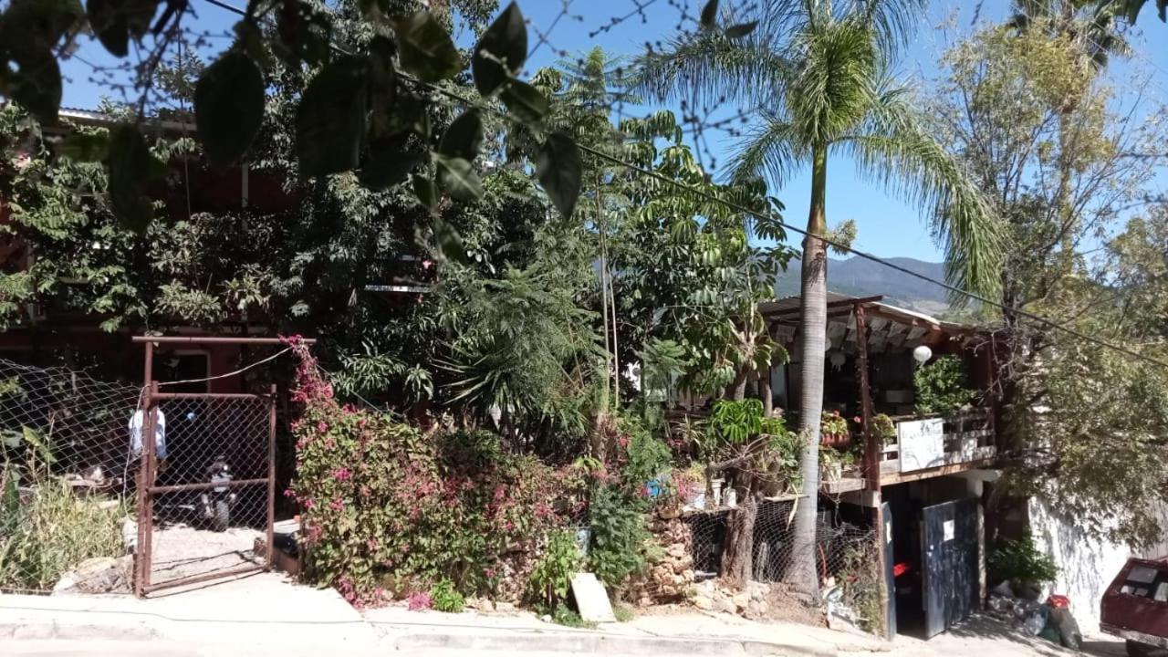La Casa Del Nenufar Otel Oaxaca Dış mekan fotoğraf